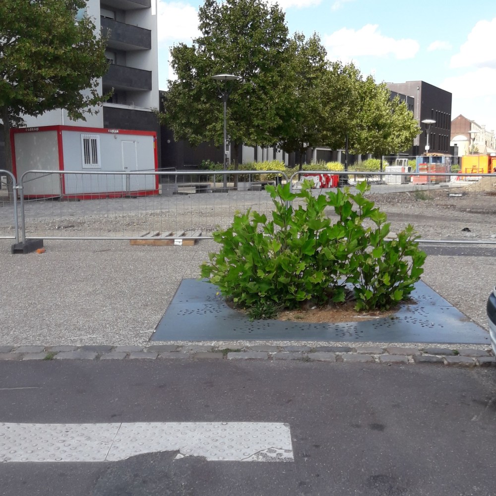 avenue jena jaurès vie arbre.jpg